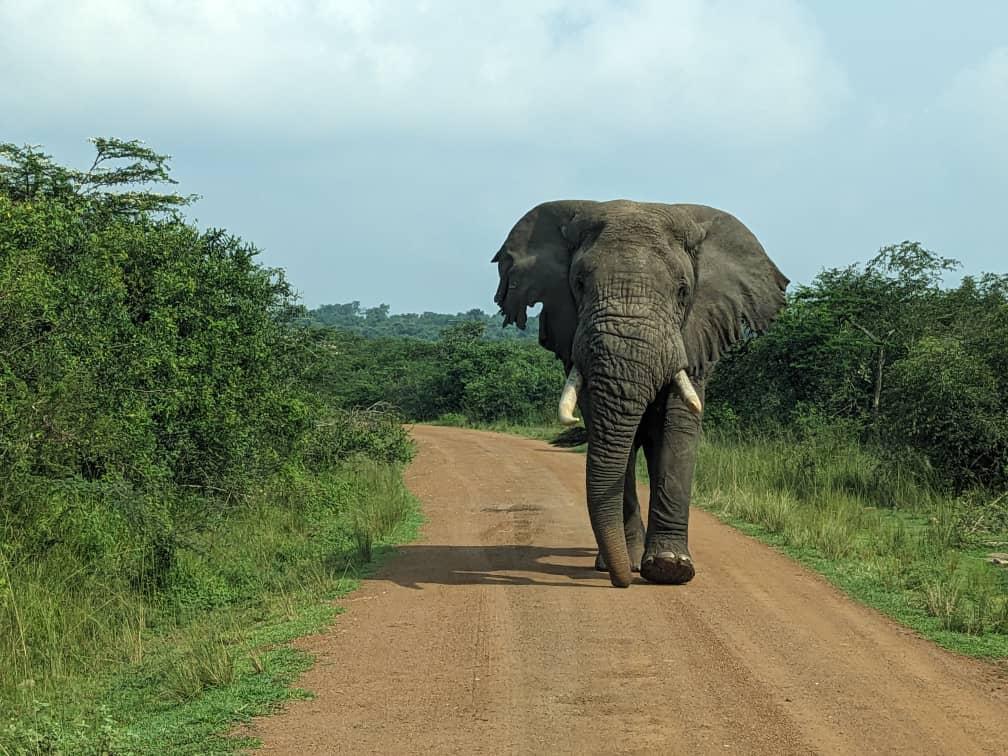 Wildlife in Akagera National Park