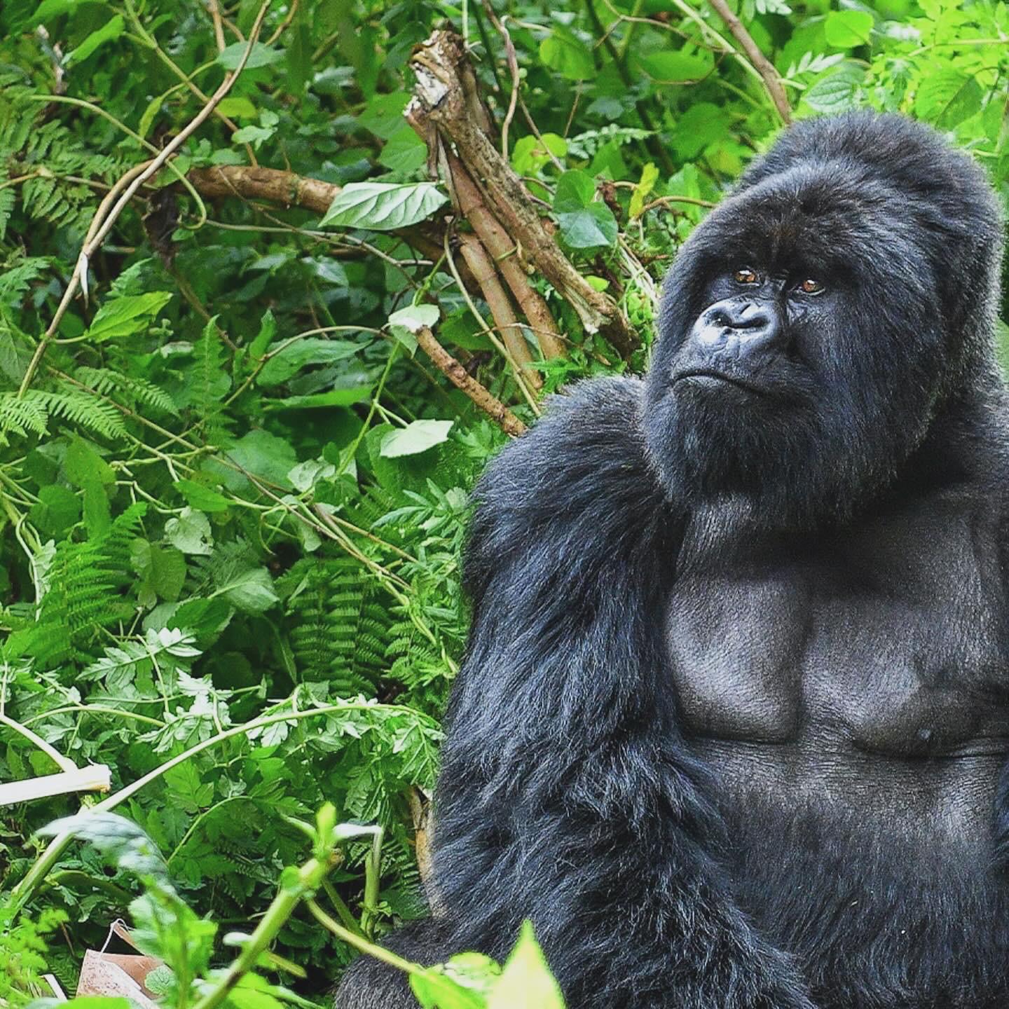 Mountain gorilla in Volcanoes National Park