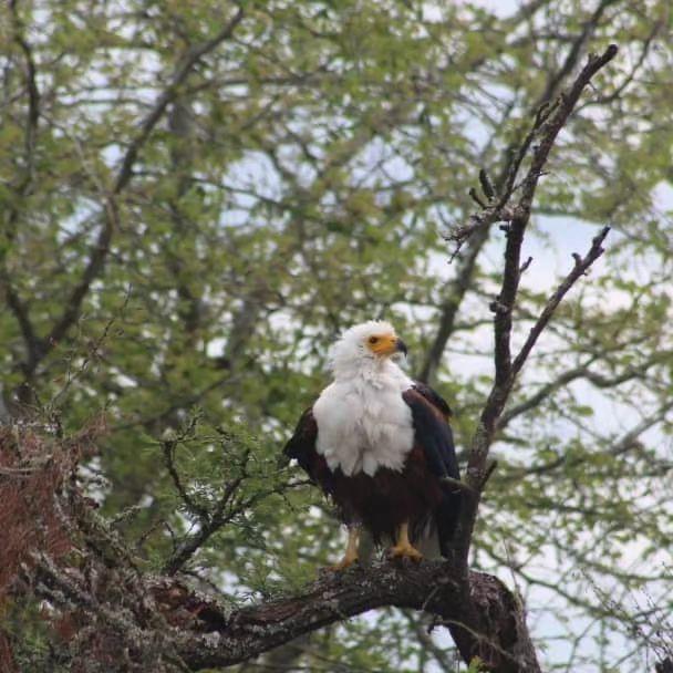 Bird of prey in Rwanda